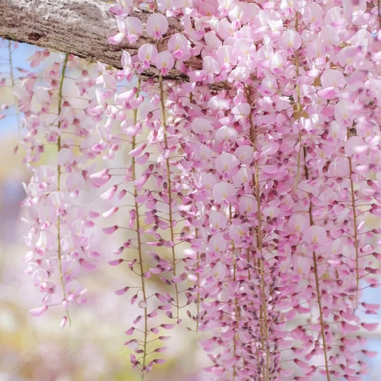 🌸Σπόροι Γλυκίνης – Η Ομορφιά του Κήπου Όλο το Χρόνο💗-GR