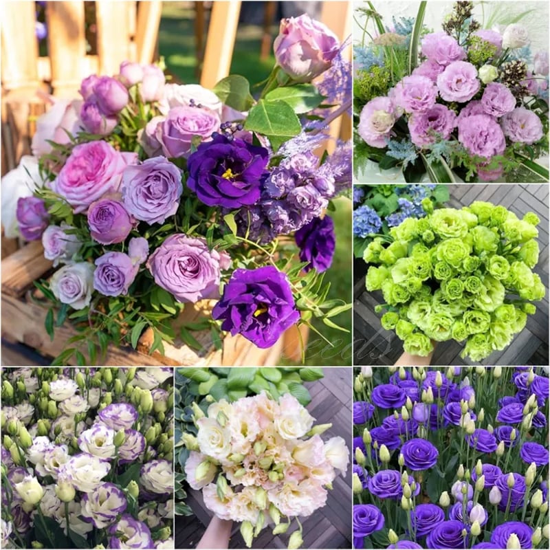 🔥Viimane müügipäev💝Eustoma Thornless Rose💐Lisianthus Seeds-EE