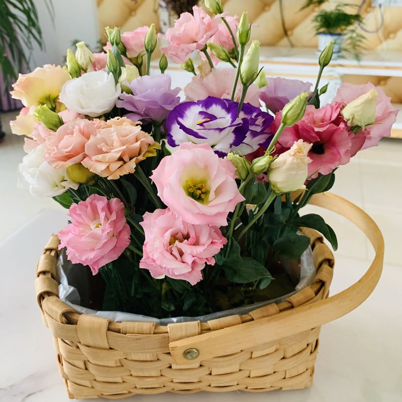🔥Viimane müügipäev💝Eustoma Thornless Rose💐Lisianthus Seeds-EE
