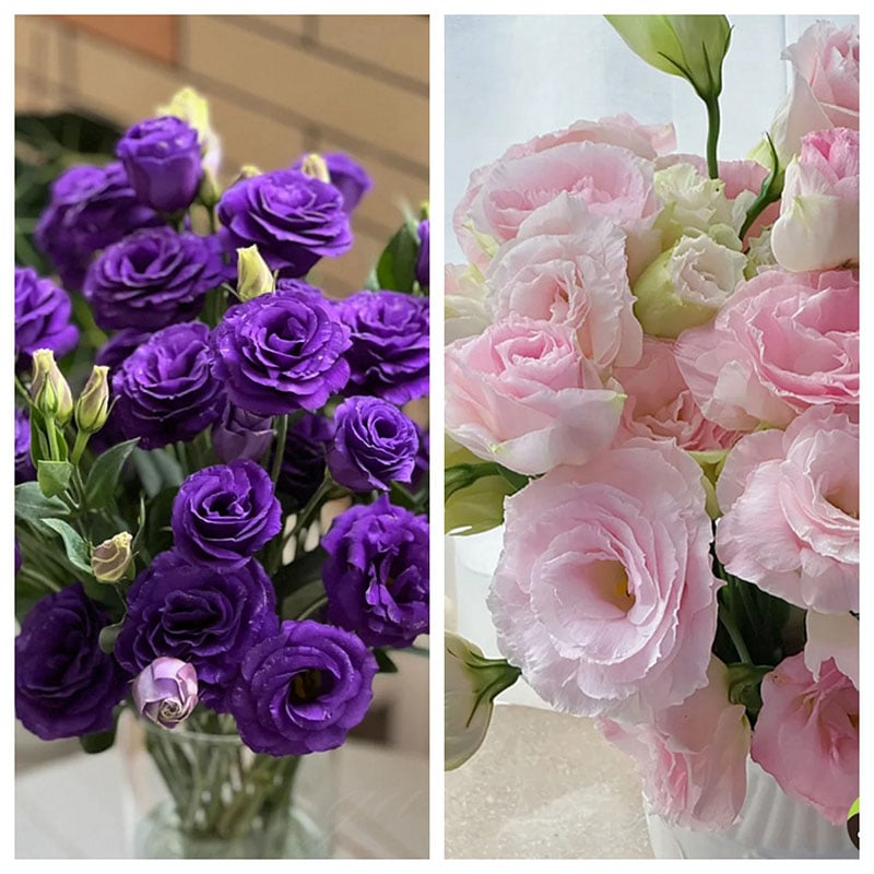 🔥Viimane müügipäev💝Eustoma Thornless Rose💐Lisianthus Seeds-EE