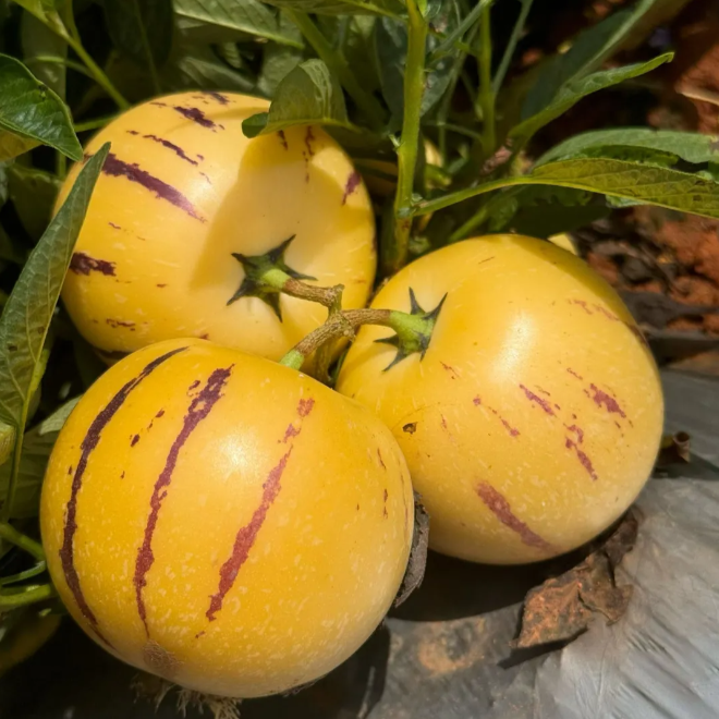 Ženšenni vili Pepino meloniseemned-Solanum Muricatum-EE