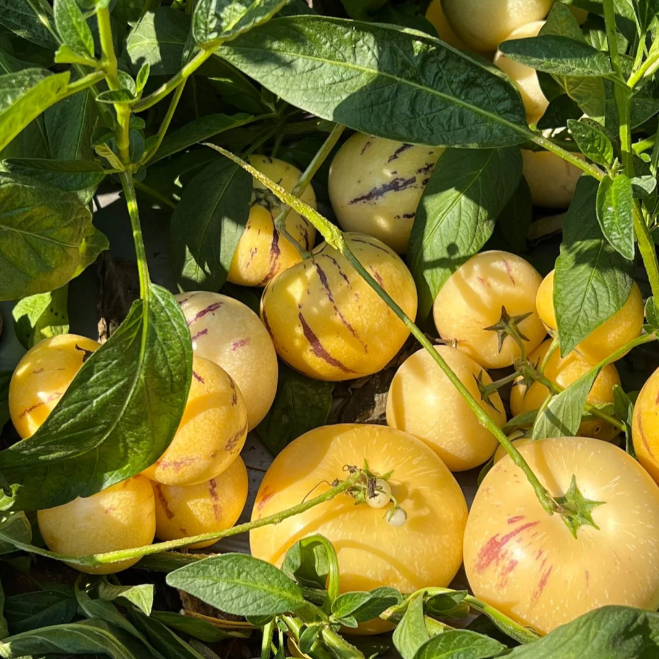 Ženšenni vili Pepino meloniseemned-Solanum Muricatum-EE