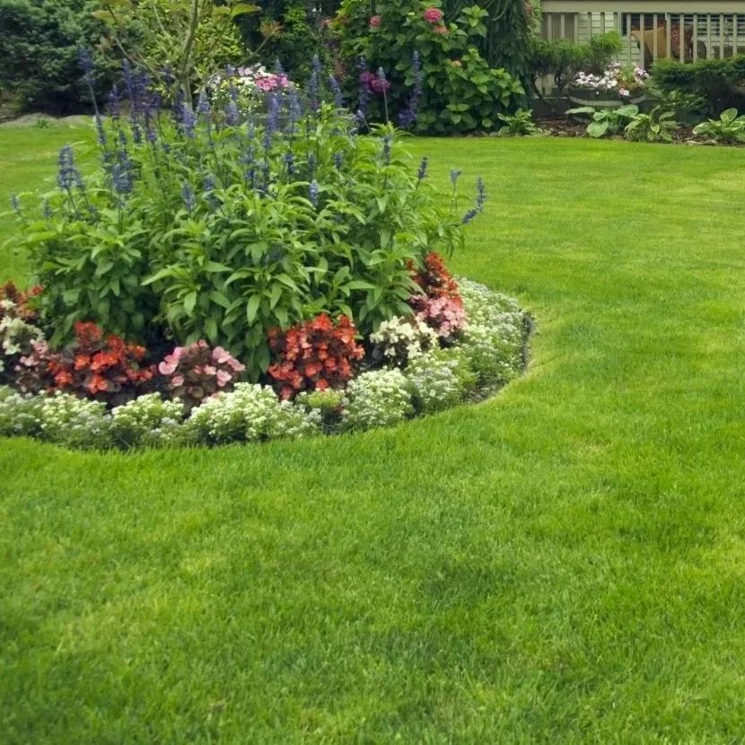 🌱 Semillas de césped enano perenne Four Seasons | Crea tu césped perfecto empezando aquí!-ES