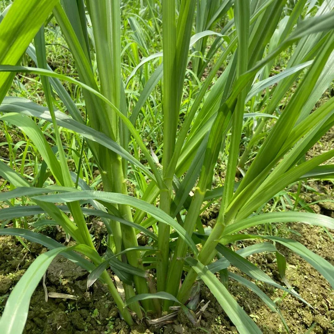 🌿Хибриден сорт сорго-суданска трева ✅Високодобивни фуражни семена