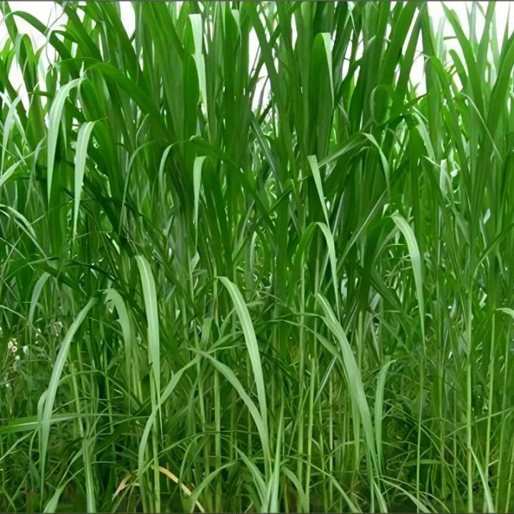 🌿Хибриден сорт сорго-суданска трева ✅Високодобивни фуражни семена