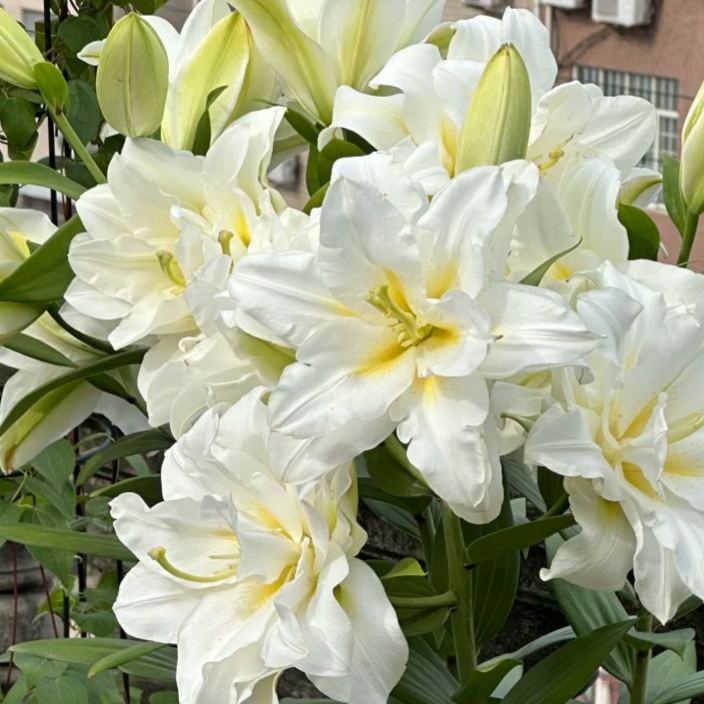 🌺Ароматизирани луковици на лилии – свежи и сладки