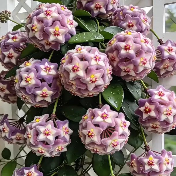 ✨Луковици на Хоя – Звезди, падащи от небето✨
