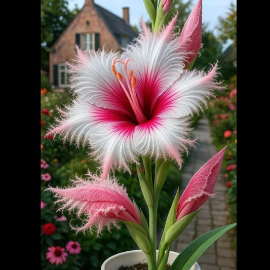 Bulbos de lirio raros con bordes plumosos: impresionantes flores rosas y blancas, fáciles de cultivar.-ES