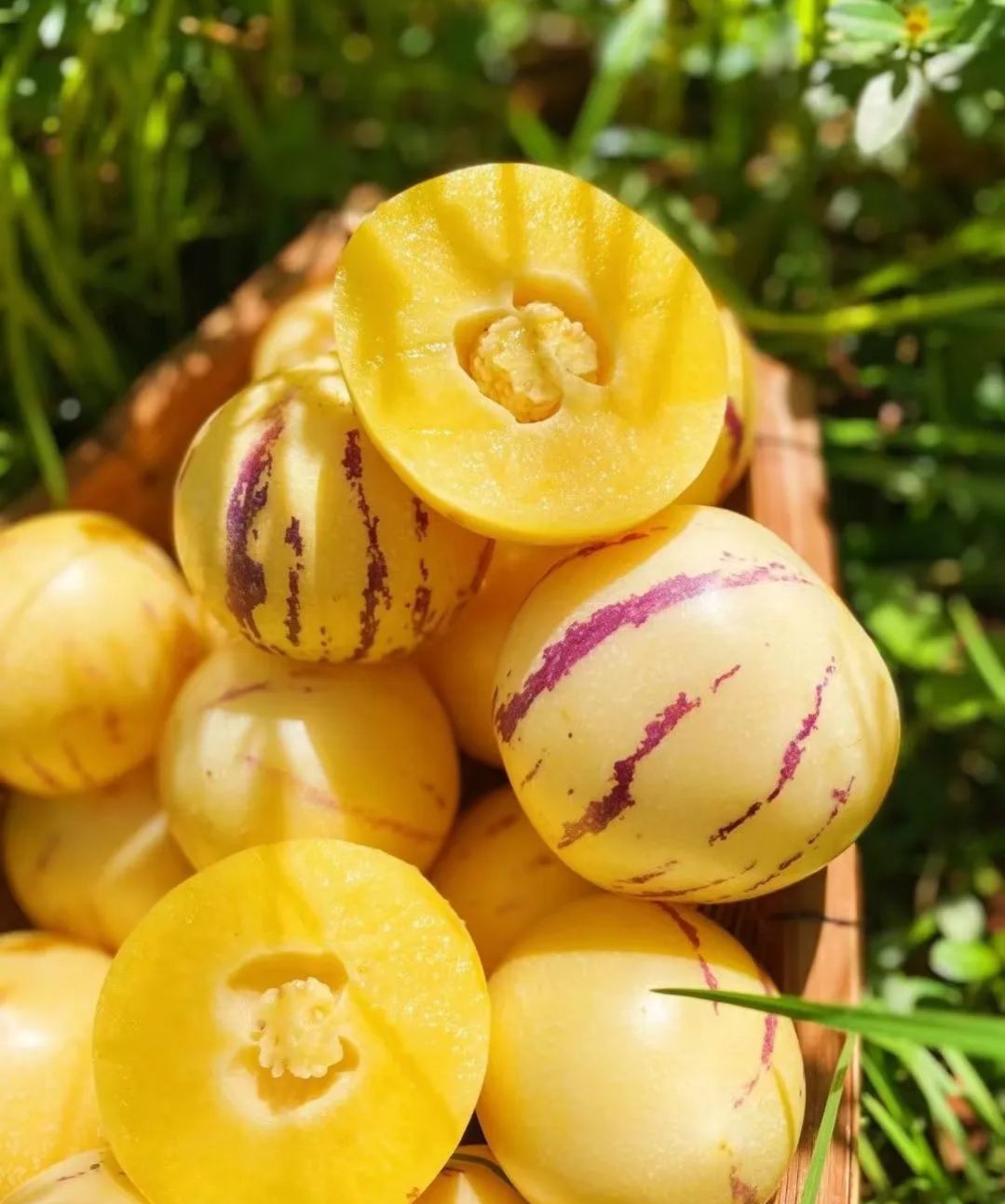 🏆 Prodanih več kot 75.000 paketov! 🌿Semena ginsenga - enostavna za gojenje🌱 (Omejen čas: brez gnojil)-SI