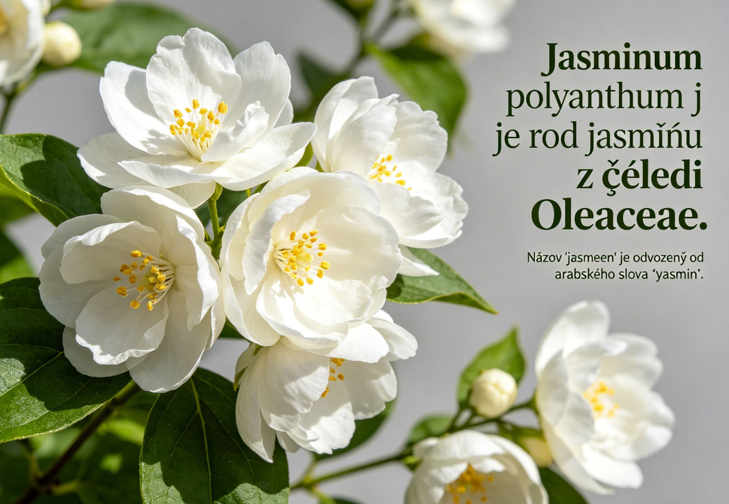 Dvostruke sjemenke jasmina-HR