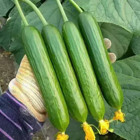 F1 Superfruit Cluster High Derling agurkų sėklos-LT
