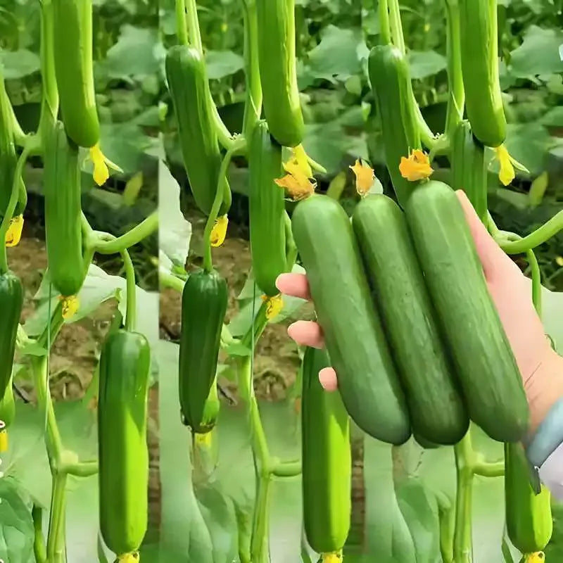 Semena Kumare F1 Superfruit Grozdaste Visoko Donosne