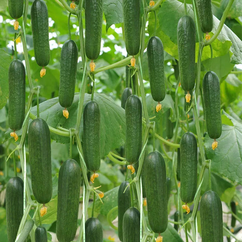 Semena Kumare F1 Superfruit Grozdaste Visoko Donosne
