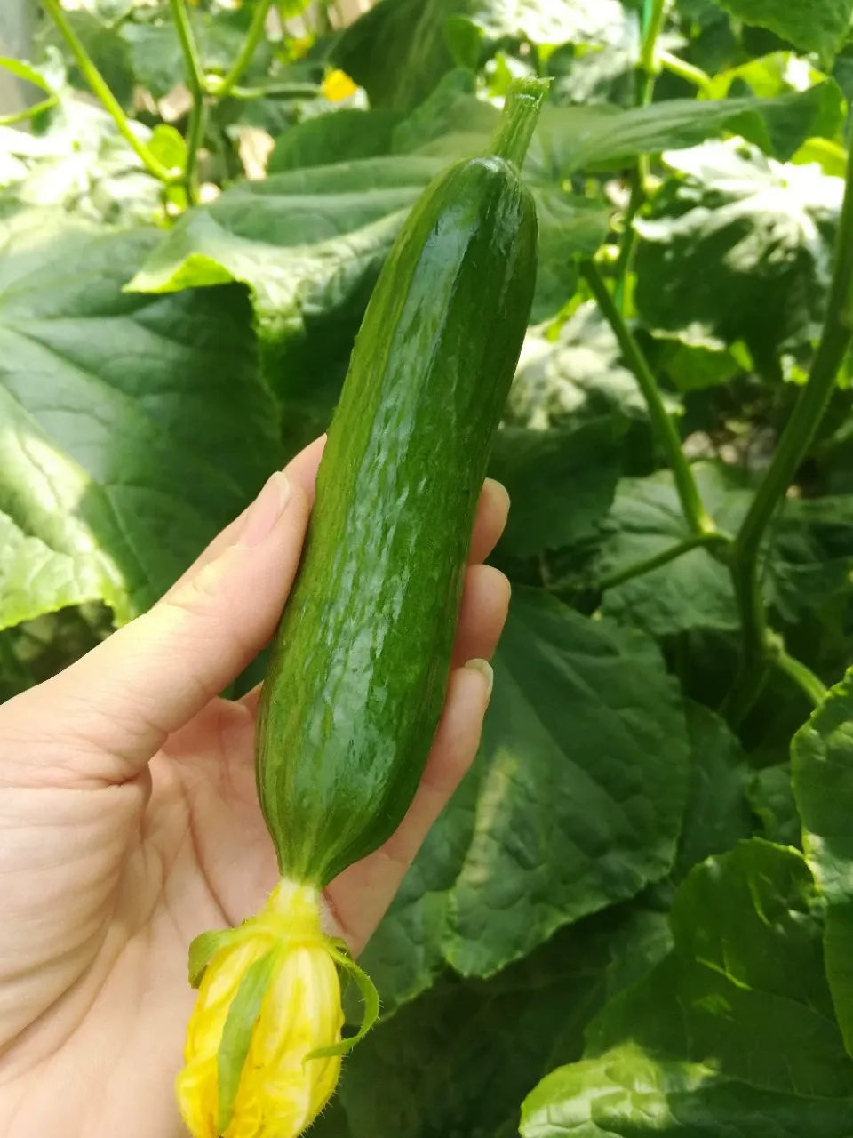 Semena Kumare F1 Superfruit Grozdaste Visoko Donosne