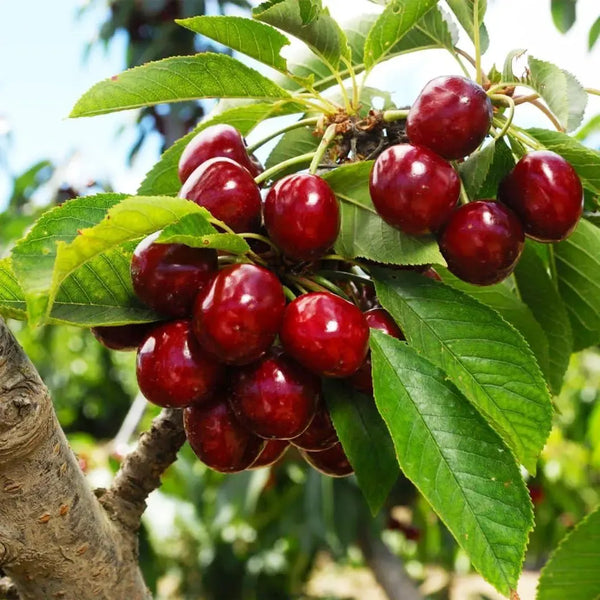 🌿Изключително големи семена от череша Гомахали🍒