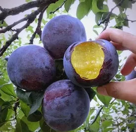 🍃 Серия Heirloom Manor: Комплект от 13 селектирани плодови семена (без ГМО) 🌳 – Най-продаван продукт