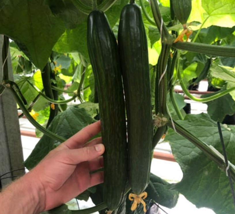 Semena Kumare F1 Superfruit Grozdaste Visoko Donosne