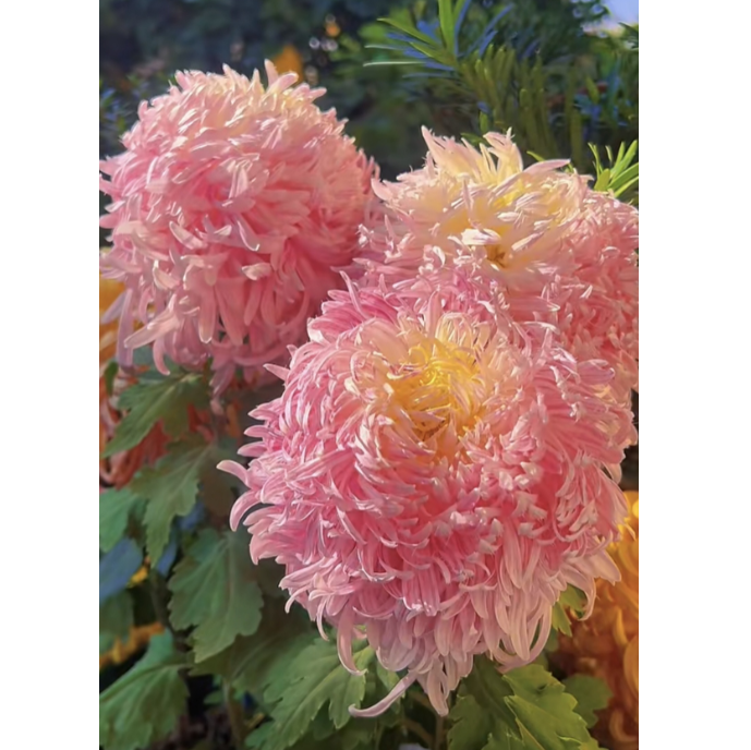 🌸 Гигантски кичести хризантеми — Създайте своя кралска градина 🌸