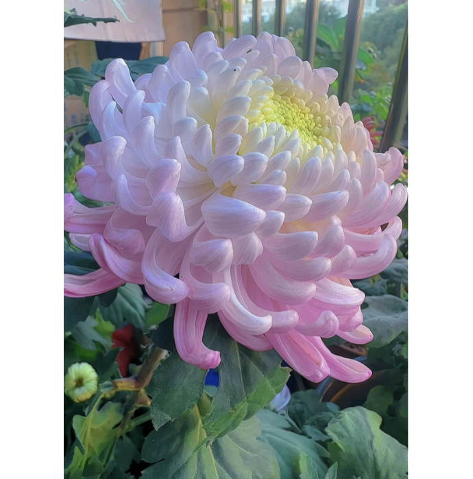 🌸 Гигантски кичести хризантеми — Създайте своя кралска градина 🌸