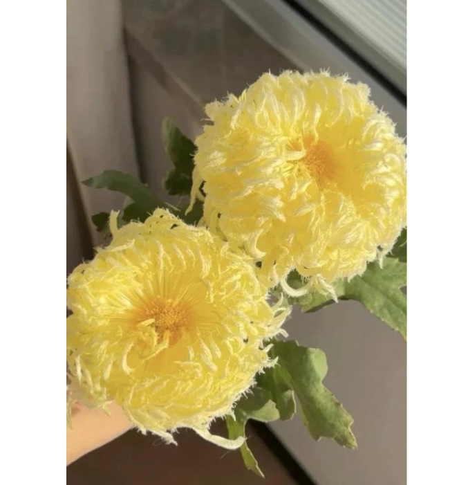 🌸 Гигантски кичести хризантеми — Създайте своя кралска градина 🌸