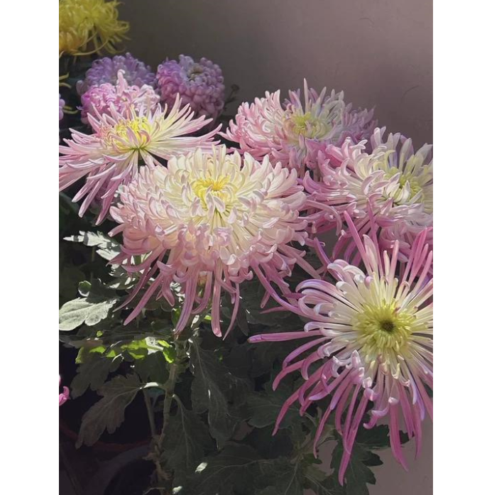 🌸 Гигантски кичести хризантеми — Създайте своя кралска градина 🌸