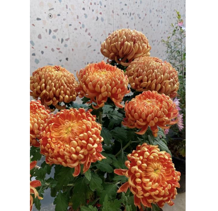 🌸 Гигантски кичести хризантеми — Създайте своя кралска градина 🌸