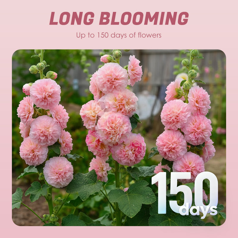 🌸Семена от цъфтящ многогодишен слез🌸
