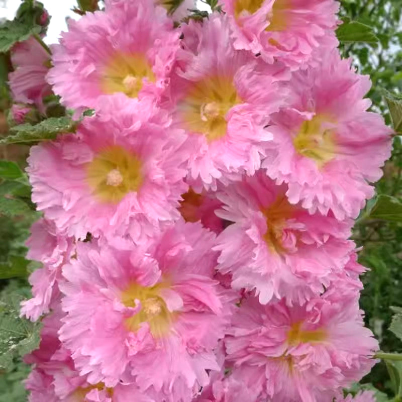 🌸Семена от цъфтящ многогодишен слез🌸