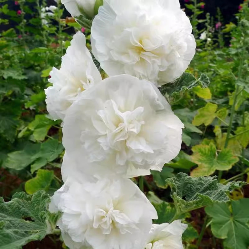 🌸Семена от цъфтящ многогодишен слез🌸