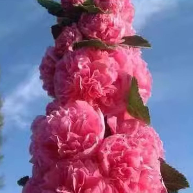 🌸Семена от цъфтящ многогодишен слез🌸
