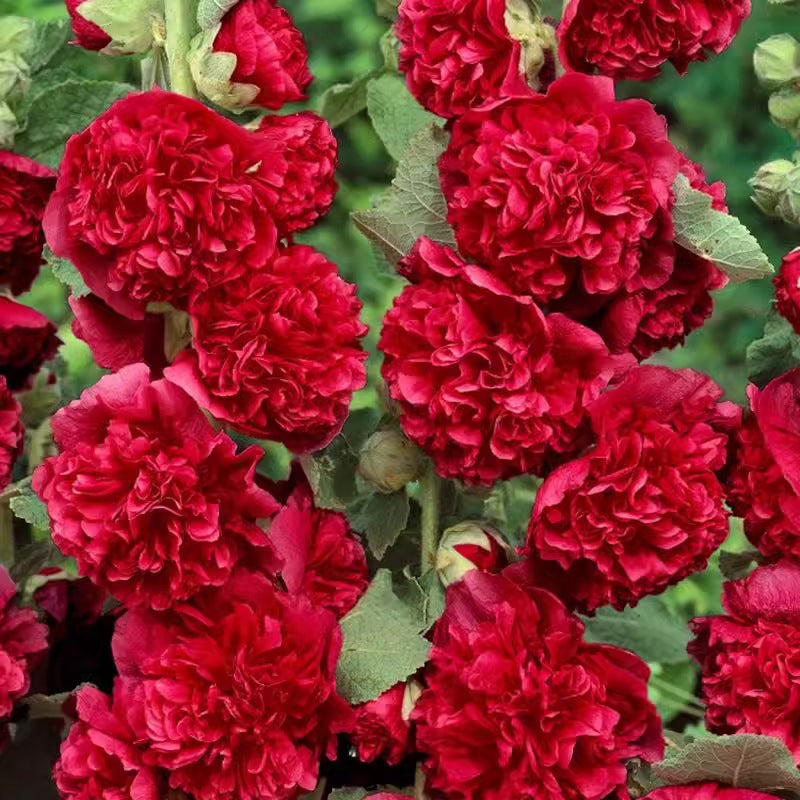 🌸Семена от цъфтящ многогодишен слез🌸