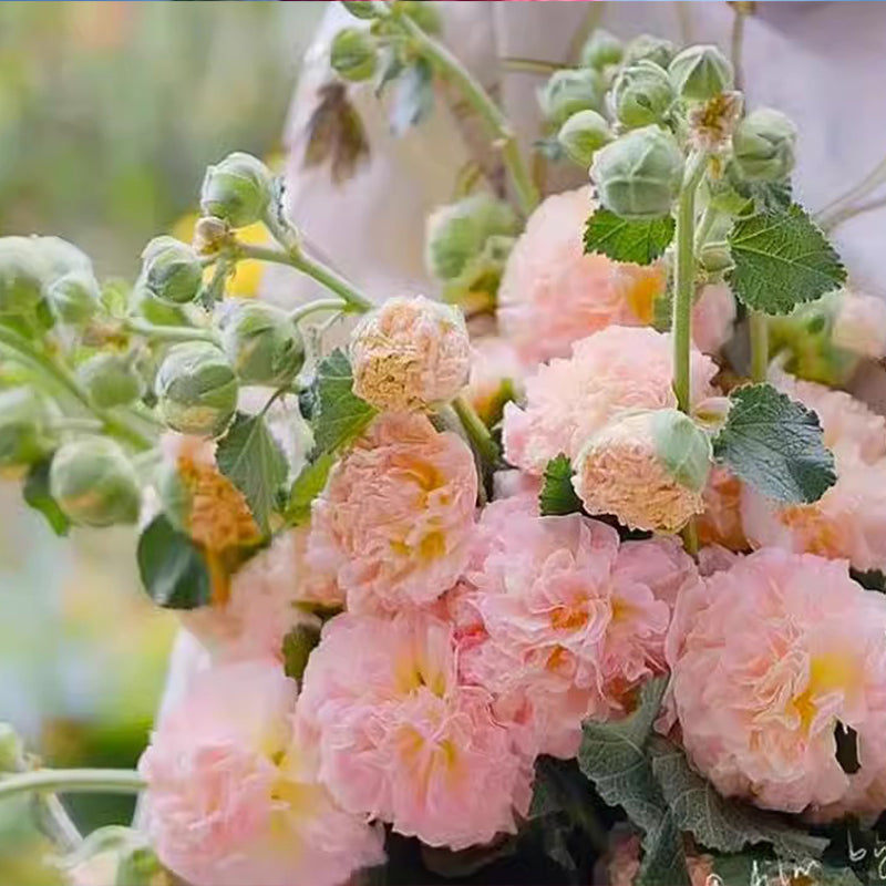 🌸Семена от цъфтящ многогодишен слез🌸