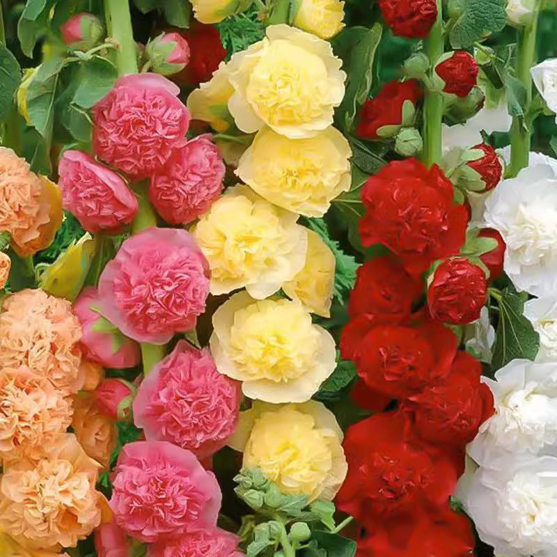 🌸Семена от цъфтящ многогодишен слез🌸